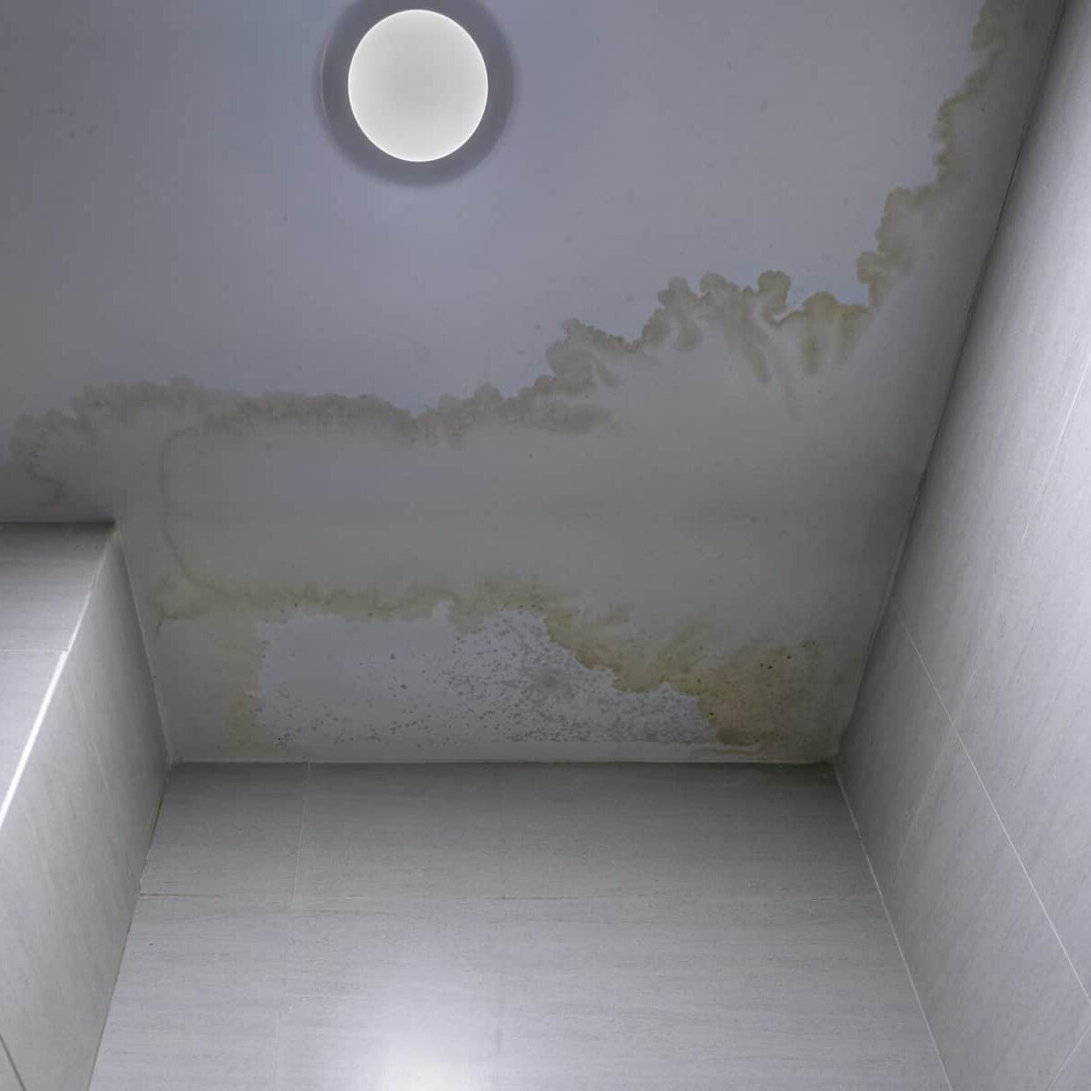 commercial mold removal