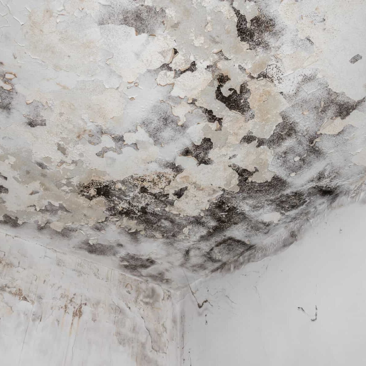 Moss and Mold spots on the ceiling on wall due to poor air ventilation and high humidity. Harm to health.